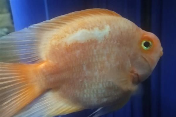 鹦鹉鱼在鱼缸底平躺的原因，属于正常情况或患上了水霉病、鱼鳔失衡症