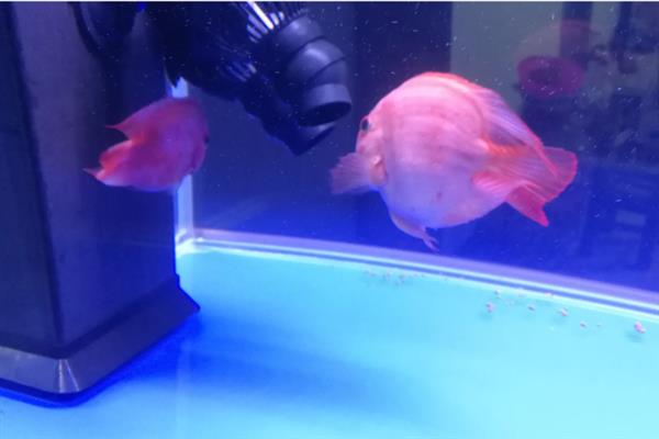 鹦鹉鱼在鱼缸底平躺的原因，属于正常情况或患上了水霉病、鱼鳔失衡症