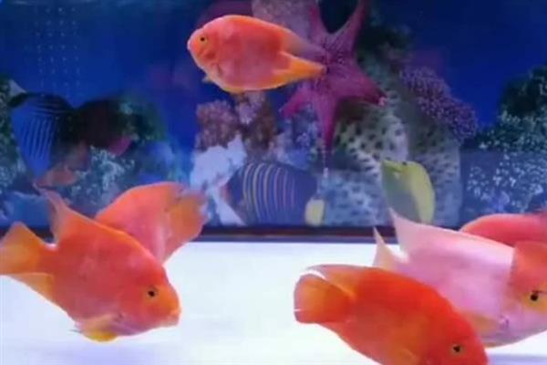 鹦鹉鱼在鱼缸底平躺的原因，属于正常情况或患上了水霉病、鱼鳔失衡症