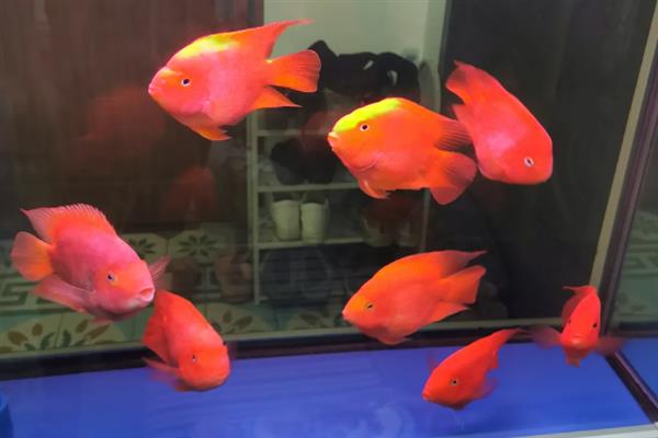 鹦鹉鱼在鱼缸底平躺的原因，属于正常情况或患上了水霉病、鱼鳔失衡症