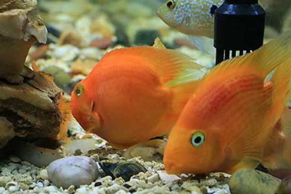 鹦鹉鱼在鱼缸底平躺的原因，属于正常情况或患上了水霉病、鱼鳔失衡症