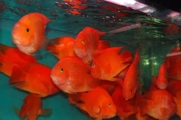 鹦鹉鱼在鱼缸底平躺的原因，属于正常情况或患上了水霉病、鱼鳔失衡症