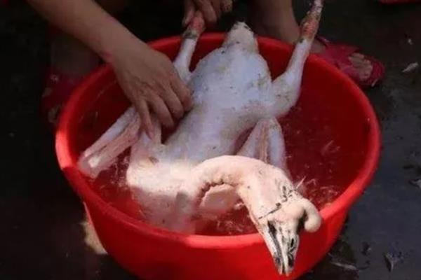 鹅毛根怎么弄干净，杀鹅之前给鹅灌白酒
