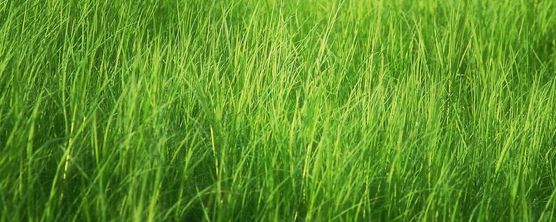 小草的象征是什么，具有顽强、奉献等含义