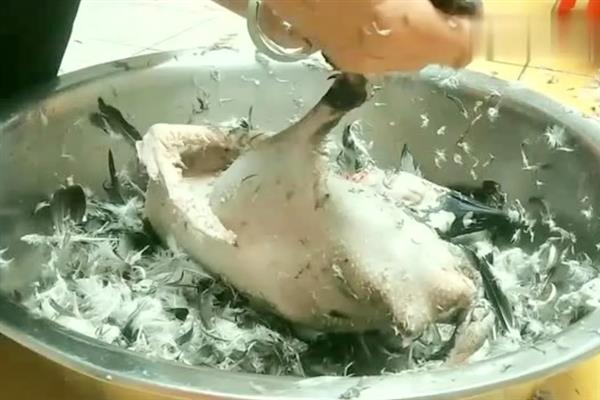 鹅毛根怎么弄干净，杀鹅之前给鹅灌白酒