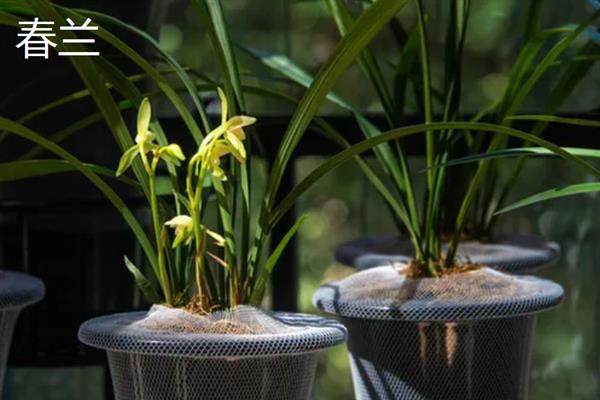 常见的兰花品种，有春兰、蕙兰和建兰等