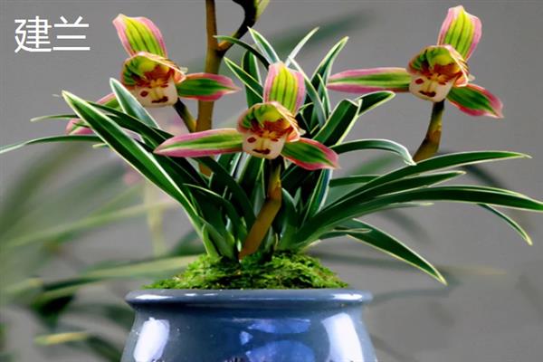 常见的兰花品种，有春兰、蕙兰和建兰等