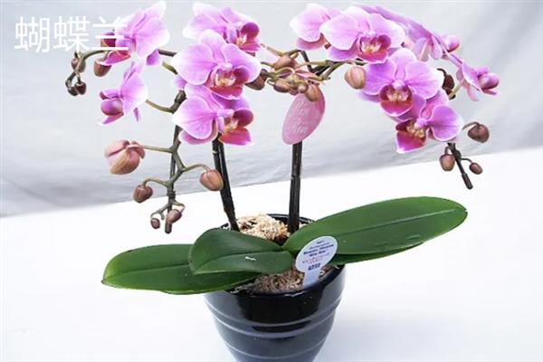 常见的兰花品种，有春兰、蕙兰和建兰等