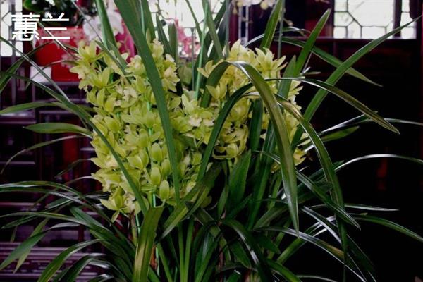 常见的兰花品种，有春兰、蕙兰和建兰等