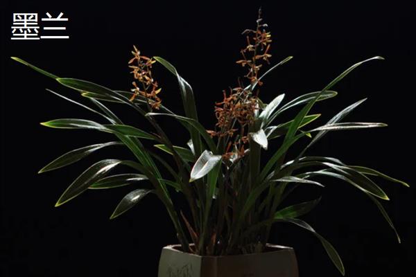 常见的兰花品种，有春兰、蕙兰和建兰等