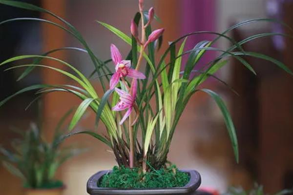 常见的兰花品种，有春兰、蕙兰和建兰等