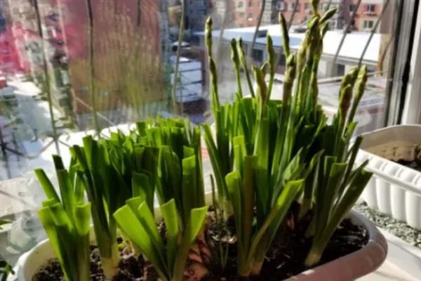 盆栽水仙花如何养护，每天要晒光10小时