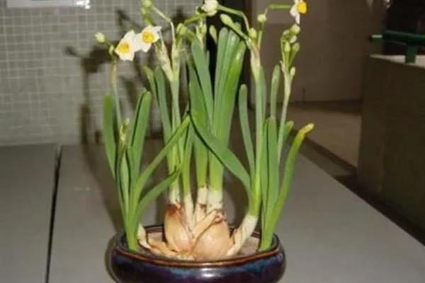 盆栽水仙花如何养护，每天要晒光10小时
