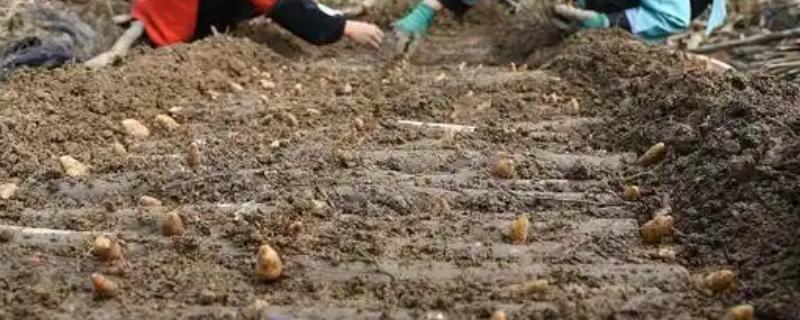 天麻的播种方法，将萌发菌洒在树叶上再放上菌棒