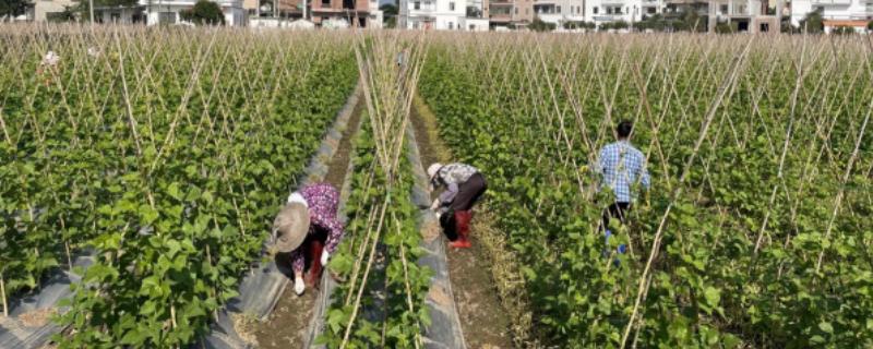 豆角施什么肥可以提高产量，土壤贫瘠需施入充足的有机肥当作基肥