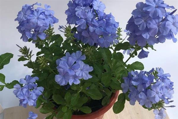 蓝雪花怎么养殖，生长期间要提供充足的光照
