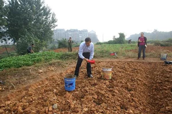 哈密瓜怎么播种育苗，开沟覆膜后在膜上点播