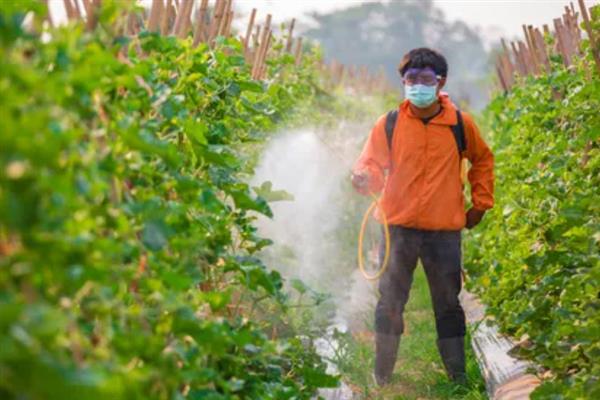 哈密瓜怎么播种育苗，开沟覆膜后在膜上点播