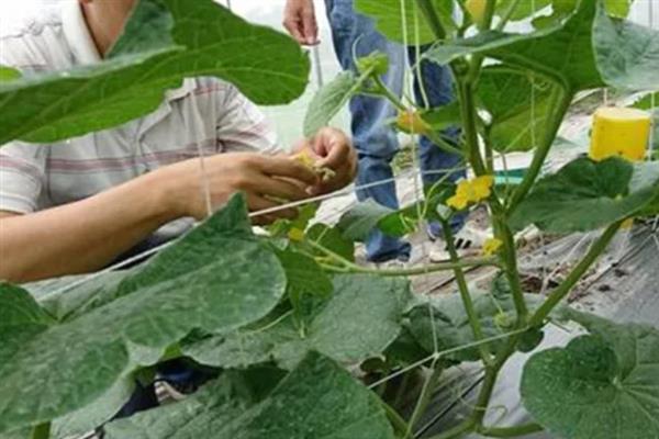 哈密瓜怎么播种育苗，开沟覆膜后在膜上点播