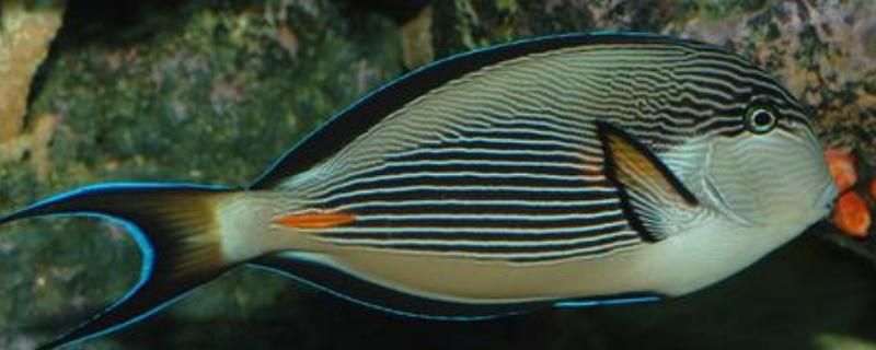 红海骑士好不好养,有一定的饲养难度