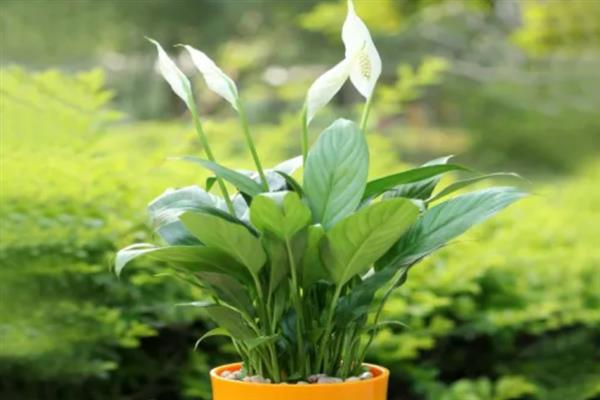 让白掌安全过冬的方法,将室温保持在10℃以上可防止植株受冻