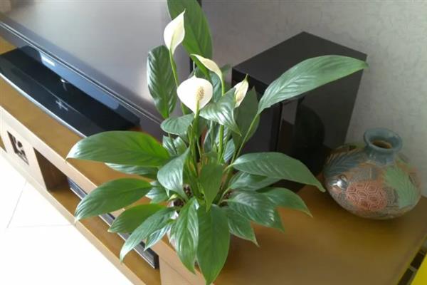 让白掌安全过冬的方法,将室温保持在10℃以上可防止植株受冻