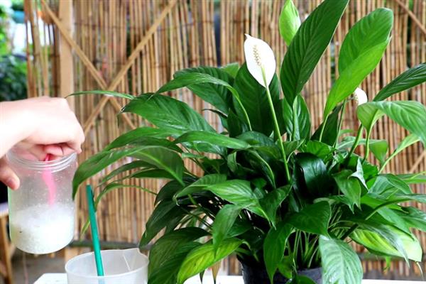 让白掌安全过冬的方法,将室温保持在10℃以上可防止植株受冻