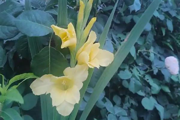 剑兰有什么花语，具有怀念、幽会、节节上升的含义