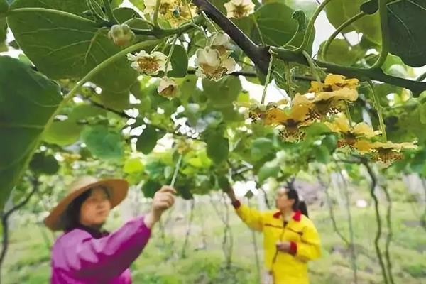 猕猴桃结果后施哪种肥，追施复合肥可确保果实正常生长