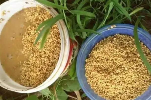 钓罗非鱼用哪种窝料，垂钓小罗非鱼首选腥饵