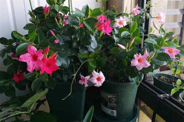 飘香藤黄叶掉叶的原因,可能是温度不适或缺乏光照所致