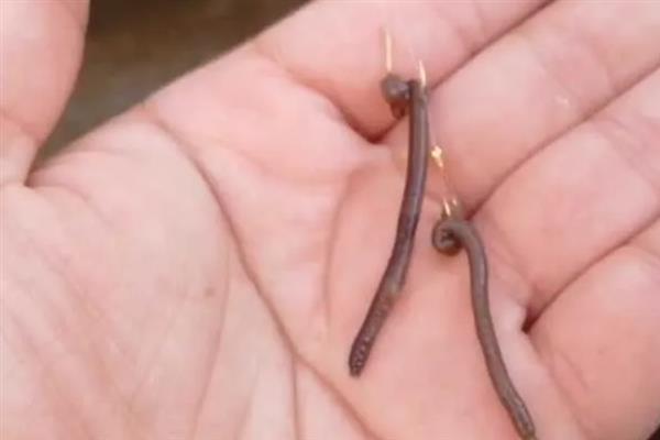 用哪种饵料钓黄鳝,蚯蚓是最适合的选择