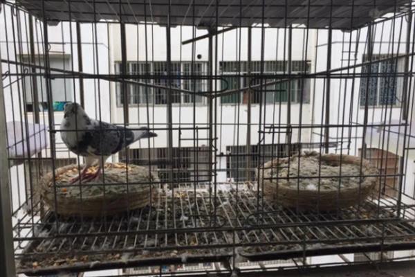 怎么饲养鸽子才能快速繁殖，将公鸽和母鸽放在配对笼中会自行交配