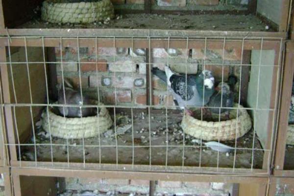 怎么饲养鸽子才能快速繁殖，将公鸽和母鸽放在配对笼中会自行交配