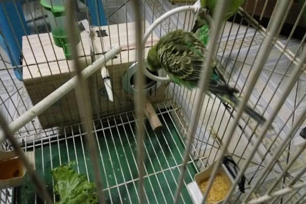 鹦鹉拉稀症状，可能出现颜色各样的粪便