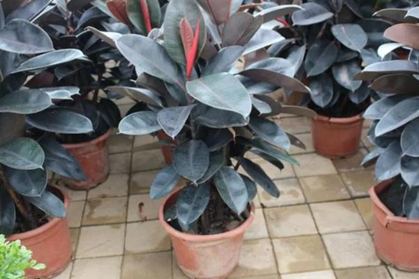 橡皮树有什么花语，具有稳重、诚实、信任等含义