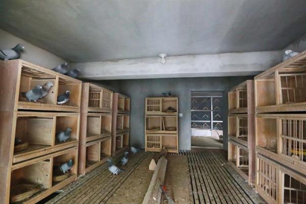 怎么饲养鸽子才能快速繁殖，将公鸽和母鸽放在配对笼中会自行交配