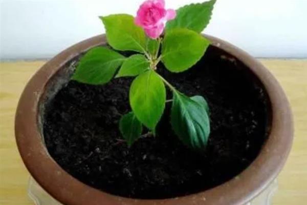 水梅花怎样扦插，一般在11月底的时候进行