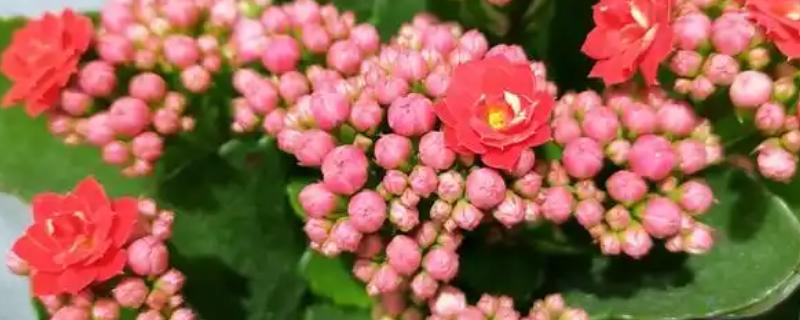 长寿花叶子变软原因及措施，可能是缺乏光照所致