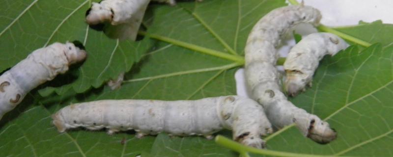 蚕幼虫期共有多少对足，一共有8对足