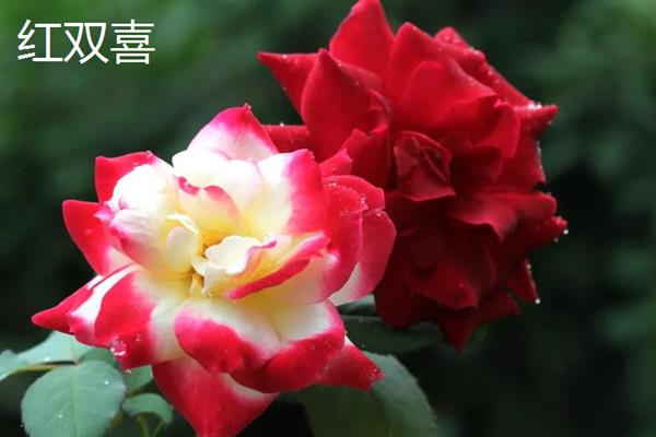 好看的月季品种，推荐红龙、粉龙、红双喜等