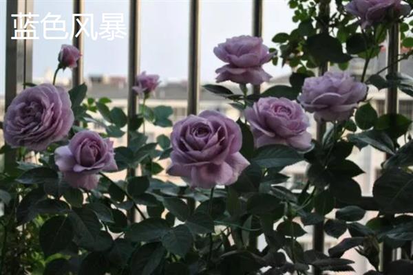 好看的月季品种，推荐红龙、粉龙、红双喜等
