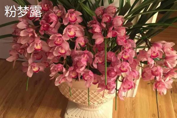 大花蕙兰有什么哪些，常见贵妃、粉梦露等品种