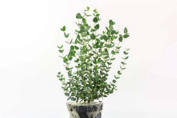 尤加利的花语，寓意恩赐、回忆等