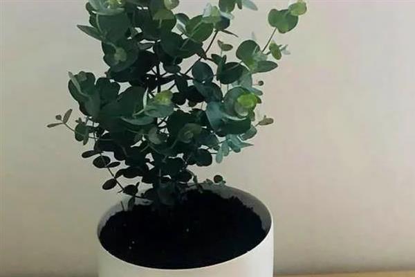 尤加利的花语，寓意恩赐、回忆等