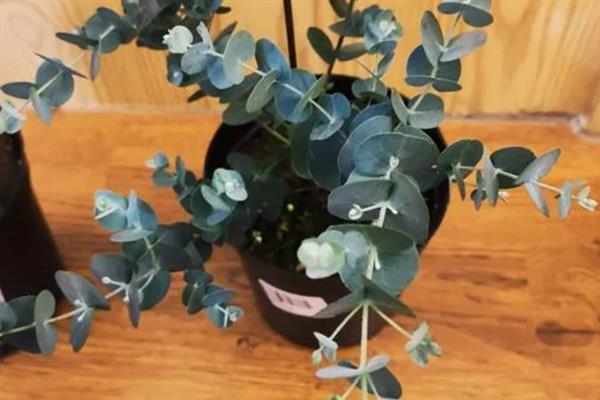 尤加利的花语，寓意恩赐、回忆等