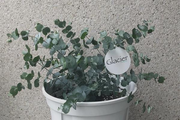 尤加利的花语，寓意恩赐、回忆等