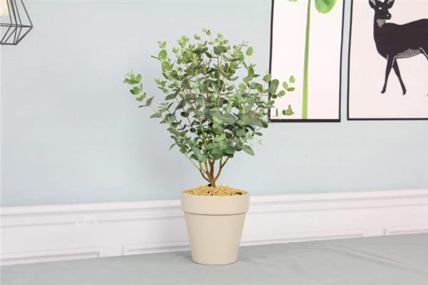 尤加利的花语，寓意恩赐、回忆等