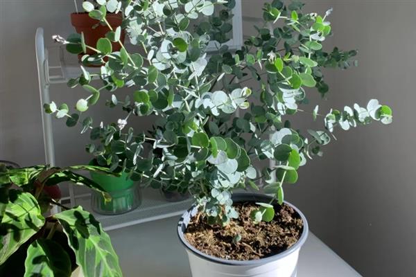 尤加利的花语，寓意恩赐、回忆等