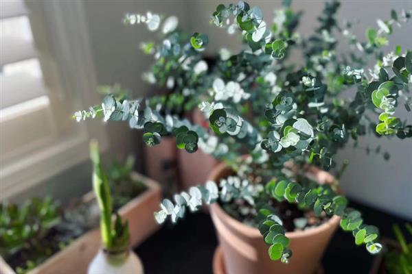 尤加利的花语，寓意恩赐、回忆等